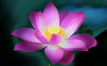 Cảm giác sống